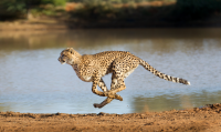 cheetah okappy 1194x2000
